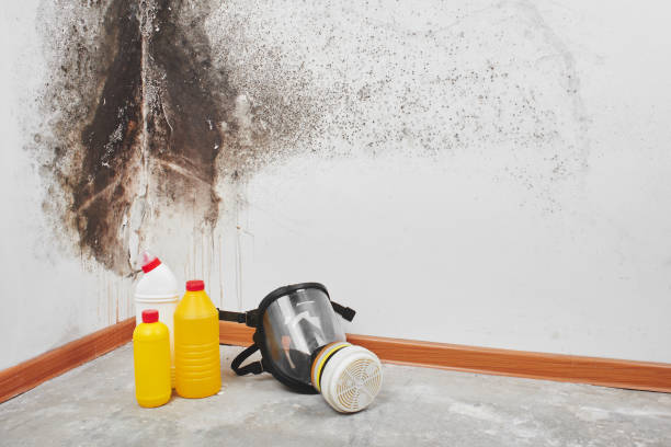 Best Mold Damage Repair  in Hudson, FL