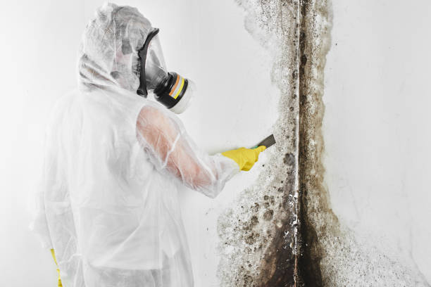 Best Fast Mold Removal  in Hudson, FL