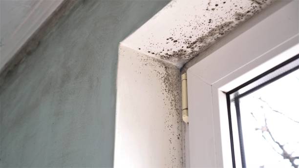 Best Home Mold Removal  in Hudson, FL