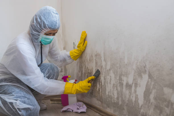 Best Mold Removal Specialists  in Hudson, FL