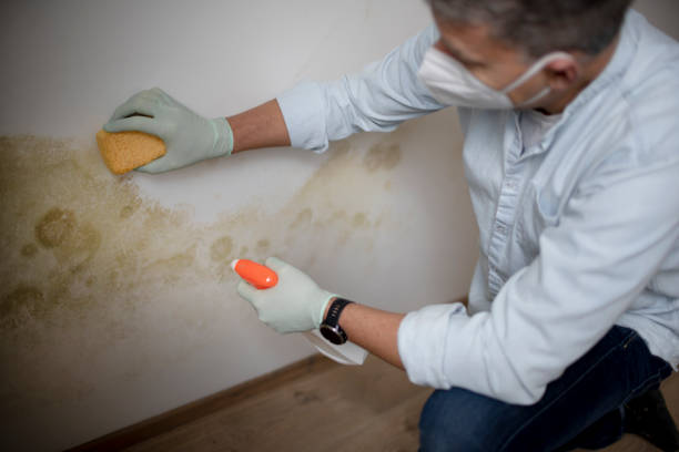 Best Affordable Mold Removal  in Hudson, FL