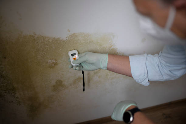 Best Black Mold Removal  in Hudson, FL