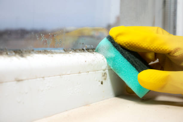 Best Commercial Mold Removal  in Hudson, FL