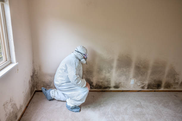 Best Residential Mold Removal  in Hudson, FL