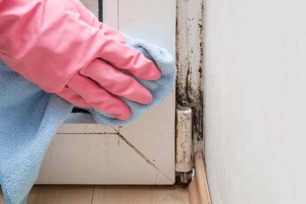 Best Mold Remediation  in Hudson, FL