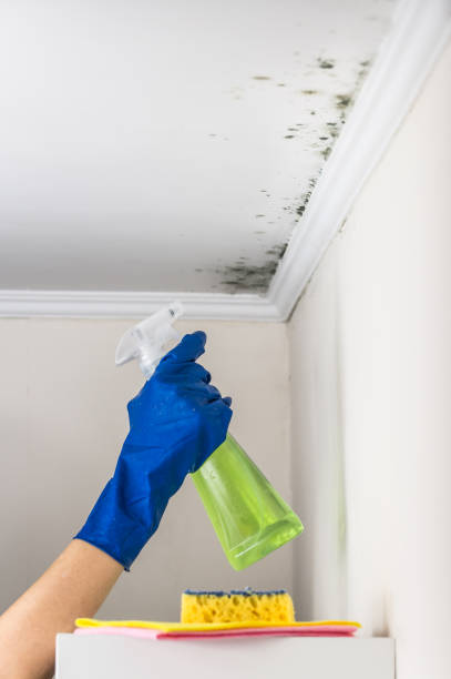 Best Attic Mold Removal  in Hudson, FL
